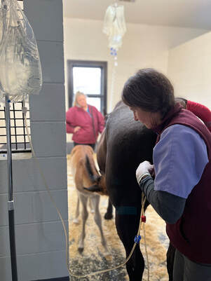 veterinary with horse and foal