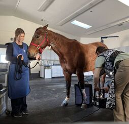 horse receiving X-Rays on leg