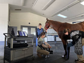 Horse receiving X-Rays